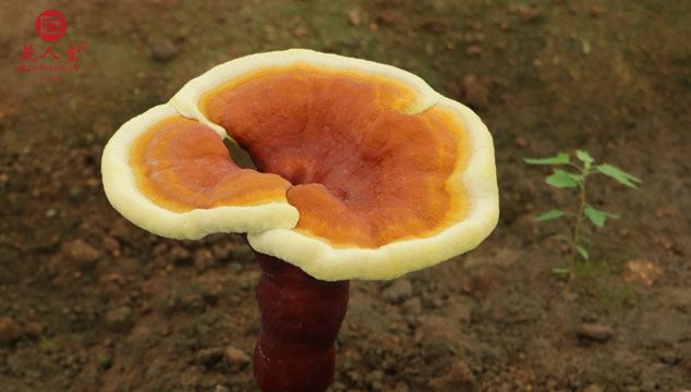 灵芝孢子粉功效,灵芝孢子粉的功效与作用,灵芝孢子油功效,灵芝孢子油的功效与作用