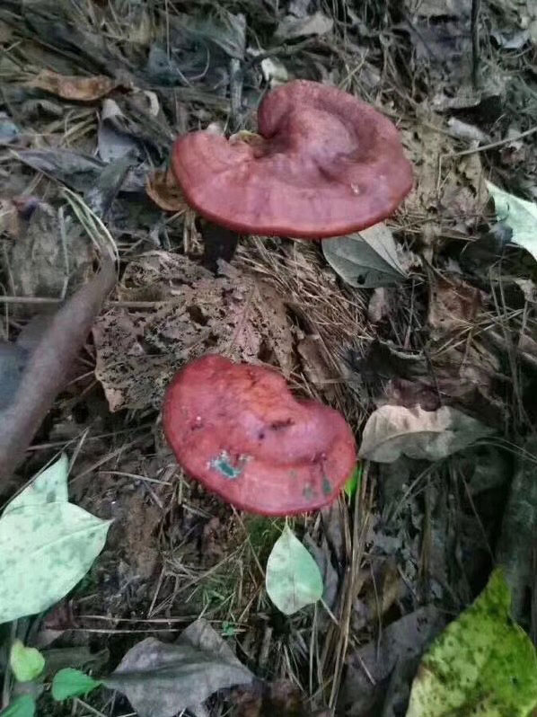 灵芝可以添加什么一起泡水喝(图1)