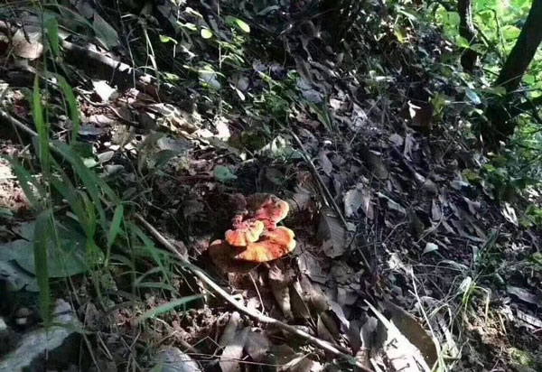 灵芝配伍和服用有哪些禁忌(图1)