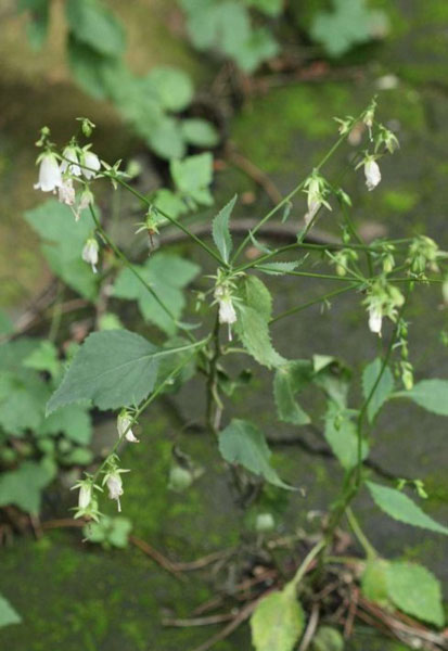 泰山药物「杏叶参」(图1)