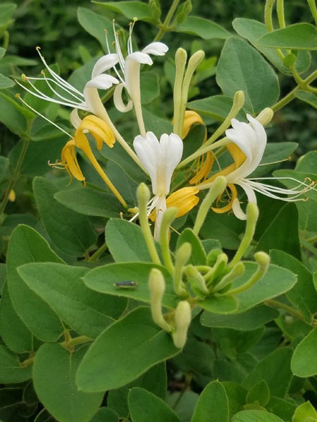 泰山药物「金银花」(图1)