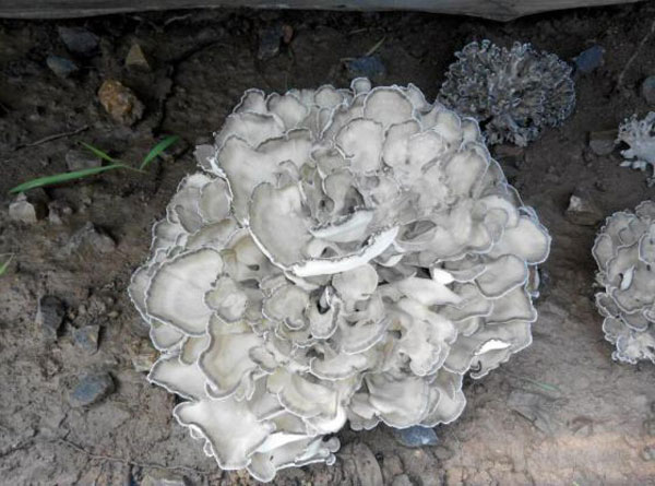 泰山药物「天花」(图1)