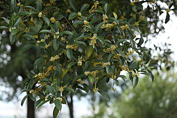 泰山药物「泰山桂」(图1)