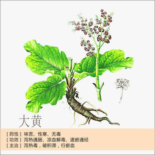 泰山药物「大黄」(图1)