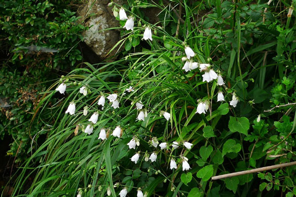 泰山药物「荠苨」(图1)