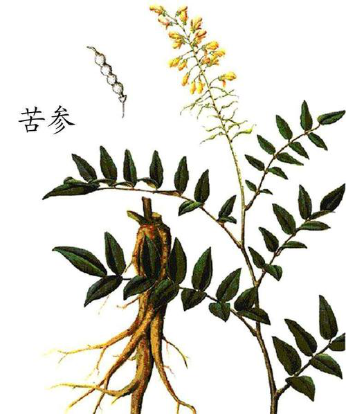 泰山药物「苦参」(图1)