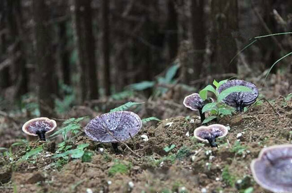 灵芝破壁孢子油到底哪家好呢？(图1)