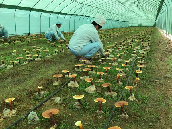 野生灵芝吸收的天地精华是不是比人工培育的要多(图1)