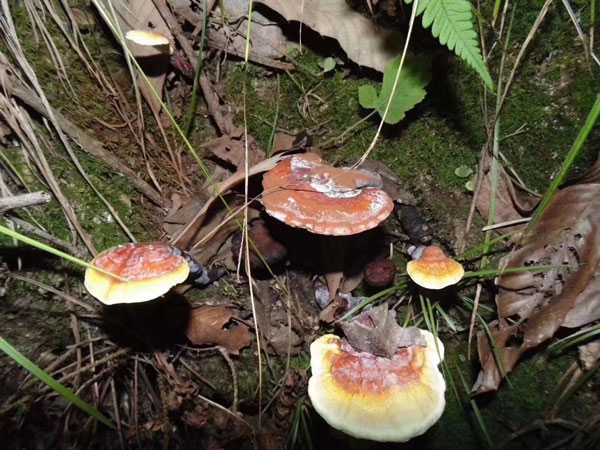 春节灵芝食谱：灵芝木耳猪皮汤(图1)