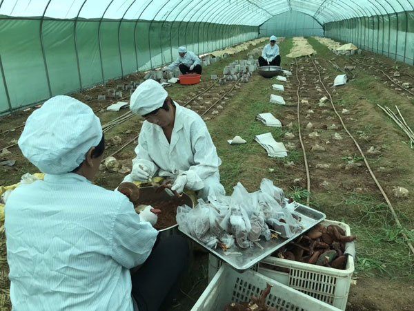 灵芝孢子粉价格越贵，灵芝三萜含量越高吗？(图1)