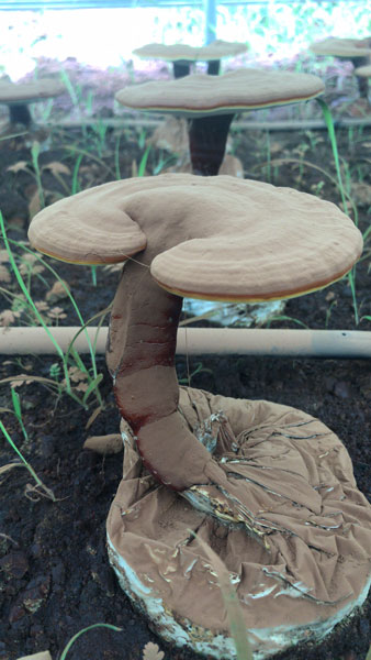 野生灵芝的菌柄为什么没有人工培育的灵芝菌柄粗壮呢(图1)