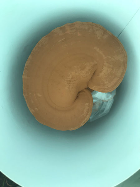 食用破壁灵芝孢子粉有哪些禁忌？(图1)