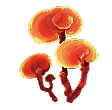 为什么赤灵芝药用价值最高？(图1)