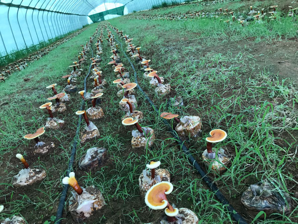 教您正确区分灵芝菌丝粉、灵芝粉和灵芝孢子粉(图1)