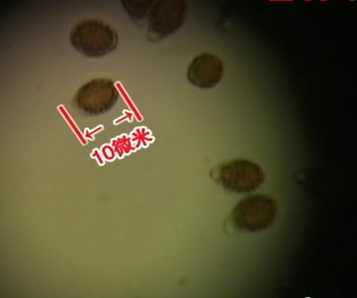 灵芝孢子粉经动物试验证明具有增强免疫力功能(图1)