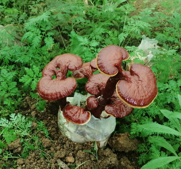 目前以什么价格买到的灵芝孢子粉是比较正常的(图1)