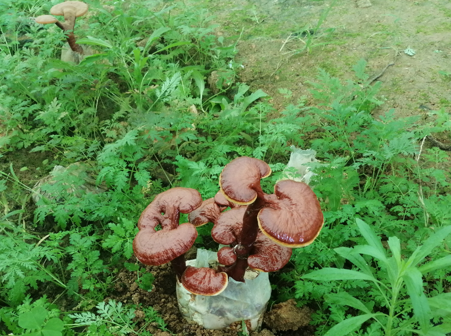 灵芝,灵芝孢子油,灵芝孢子粉