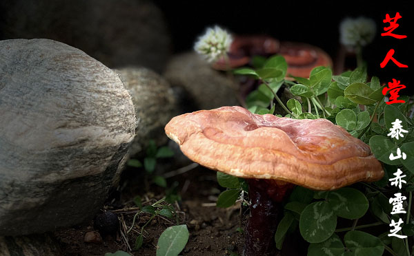 灵芝,泰山灵芝,泰山赤灵芝,赤灵芝