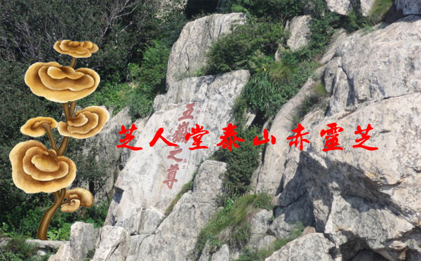 泰山灵芝,泰山赤灵芝,芝人堂泰山赤灵芝