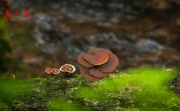 灵芝孢子粉,破壁灵芝孢子粉