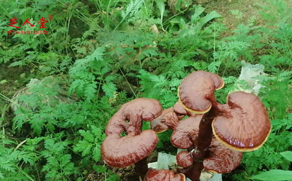 泰山灵芝,泰山赤灵芝