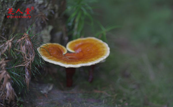 野生灵芝,野生灵芝价值,野生灵芝营养价值,灵芝孢子粉的价值,灵芝孢子粉营养价值