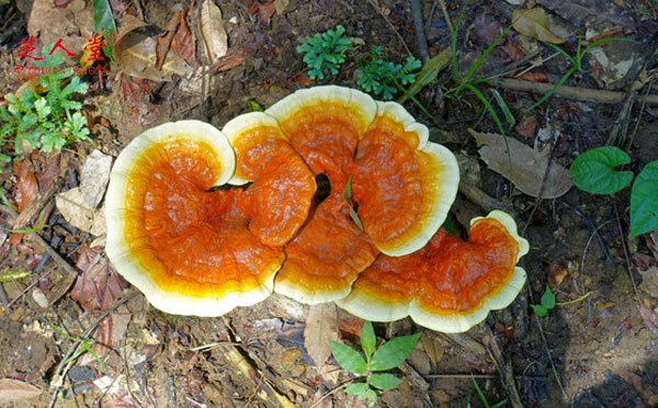 灵芝孢子粉,破壁灵芝孢子粉,破壁灵芝孢子粉的正确吃法