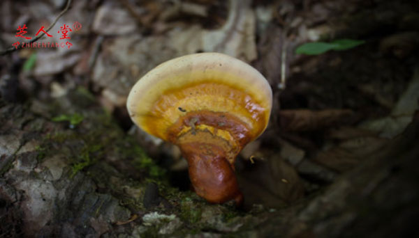 灵芝,野生灵芝,野生灵芝能直接吃吗,野生灵芝安全吗