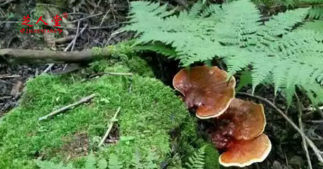 泰山灵芝,泰山赤灵芝,长白山灵芝,长白山灵芝与泰山灵芝哪个好