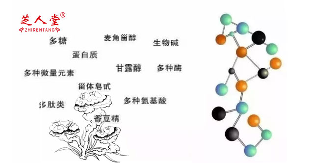 灵芝多糖,灵芝多糖哪里买,灵芝多糖是什么