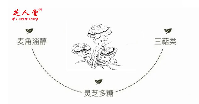 灵芝多糖,灵芝多糖哪里买,灵芝多糖是什么