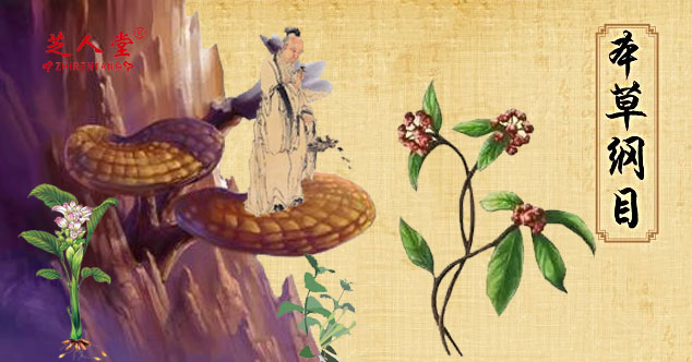 灵芝,灵芝改善神经衰落,灵芝增强免疫力,灵芝简单做法