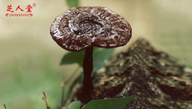 灵芝孢子粉,吃灵芝孢子粉会导致过敏吗,吃灵芝孢子粉过敏吗,灵芝孢子粉功效作用