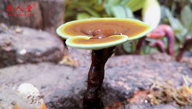 灵芝孢子粉,灵芝孢子粉效果,哪里产的灵芝孢子粉好,灵芝孢子粉的好处