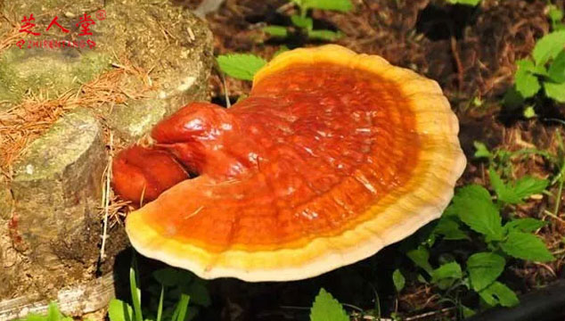 灵芝孢子粉,灵芝孢子粉保质期,灵芝孢子粉存储,灵芝孢子粉如何存储