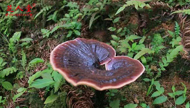 灵芝孢子粉,灵芝孢子粉保质期,灵芝孢子粉存储,灵芝孢子粉如何存储