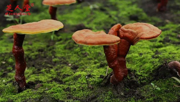 为什么灵芝种植要一木一芝,灵芝种植,灵芝一木一芝种植