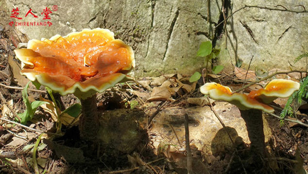 泰山赤灵芝孢子粉和长白山孢子粉哪个更好,泰山赤灵芝孢子粉,长白山灵芝孢子粉