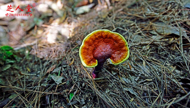 是有蓝帽标志的破壁灵芝孢子粉品质更高,破壁灵芝孢子粉