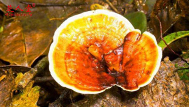 灵芝孢子油和灵芝孢子粉都有哪些区别,灵芝孢子粉,灵芝孢子油