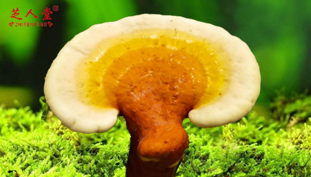 吃蘑菇过敏的人能吃灵芝孢子粉吗,过敏能吃灵芝孢子粉吗,灵芝孢子粉