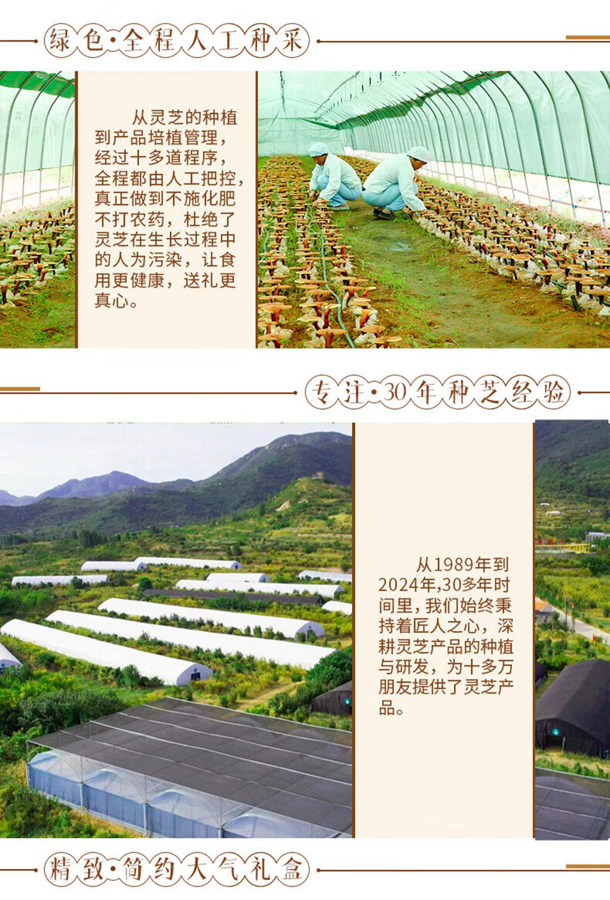 芝人堂泰山赤灵芝礼盒金边灵芝有机标准种植送礼好物
