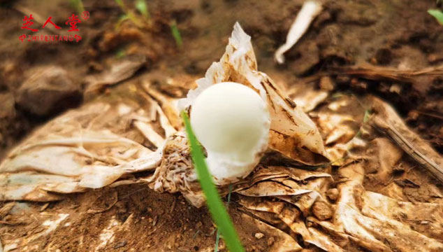 芝人堂灵芝孢子粉破壁率超过99%,芝人堂灵芝孢子粉破壁率,破壁灵芝孢子粉