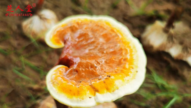 野生灵芝红的好还是黑的好,野生灵芝,红灵芝,黑灵芝,芝人堂灵芝