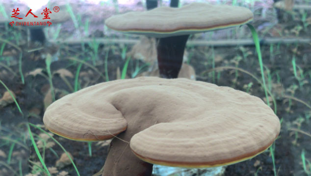 增强免疫力为什么要选灵芝孢子粉,灵芝孢子粉增强免疫力,灵芝孢子粉