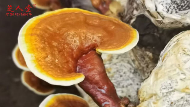 灵芝孢子粉为什能增强身体免疫力,灵芝孢子粉增强免疫力,增强免疫力
