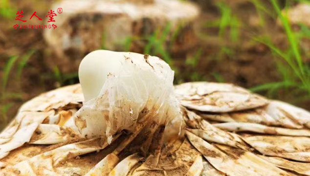 选择灵芝孢子粉,灵芝孢子粉品质是关键