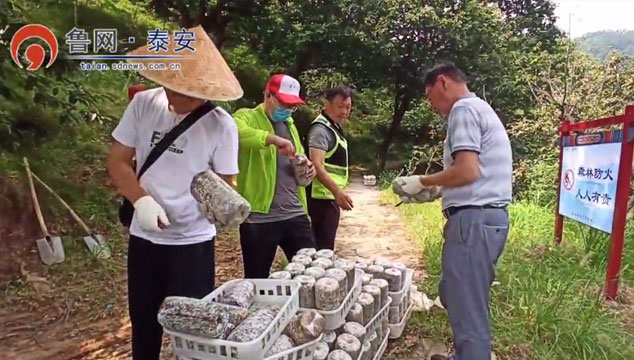 芝人堂联合高等院校领先建立灵芝种质资源库,芝人堂灵芝,泰山赤灵芝基地