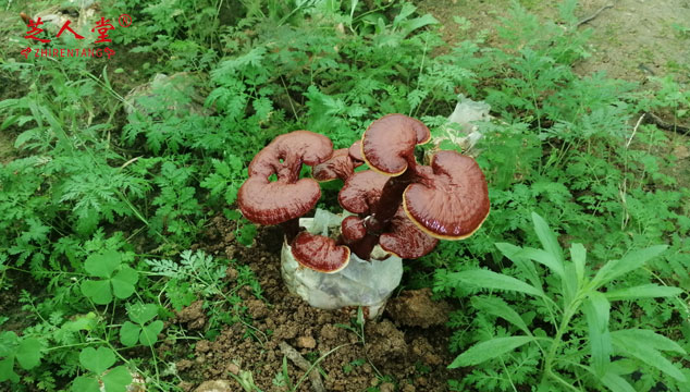 无柄灵芝是有毒的吗,无柄灵芝,灵芝,泰山灵芝,泰山赤灵芝