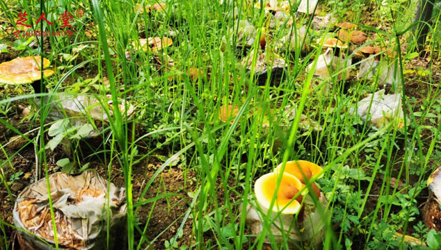吃灵芝孢子粉一般多久起效,灵芝孢子粉好处,灵芝孢子粉,灵芝孢子粉服用时间